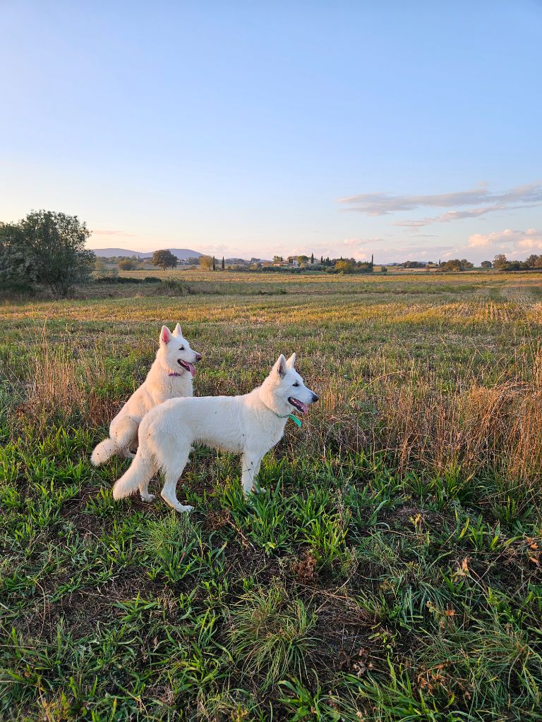 Uchka dit miku (Sans Affixe)