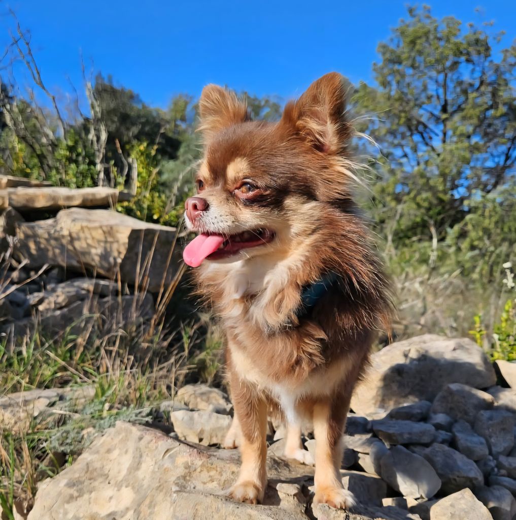 Stitch de l'arche de mazelle