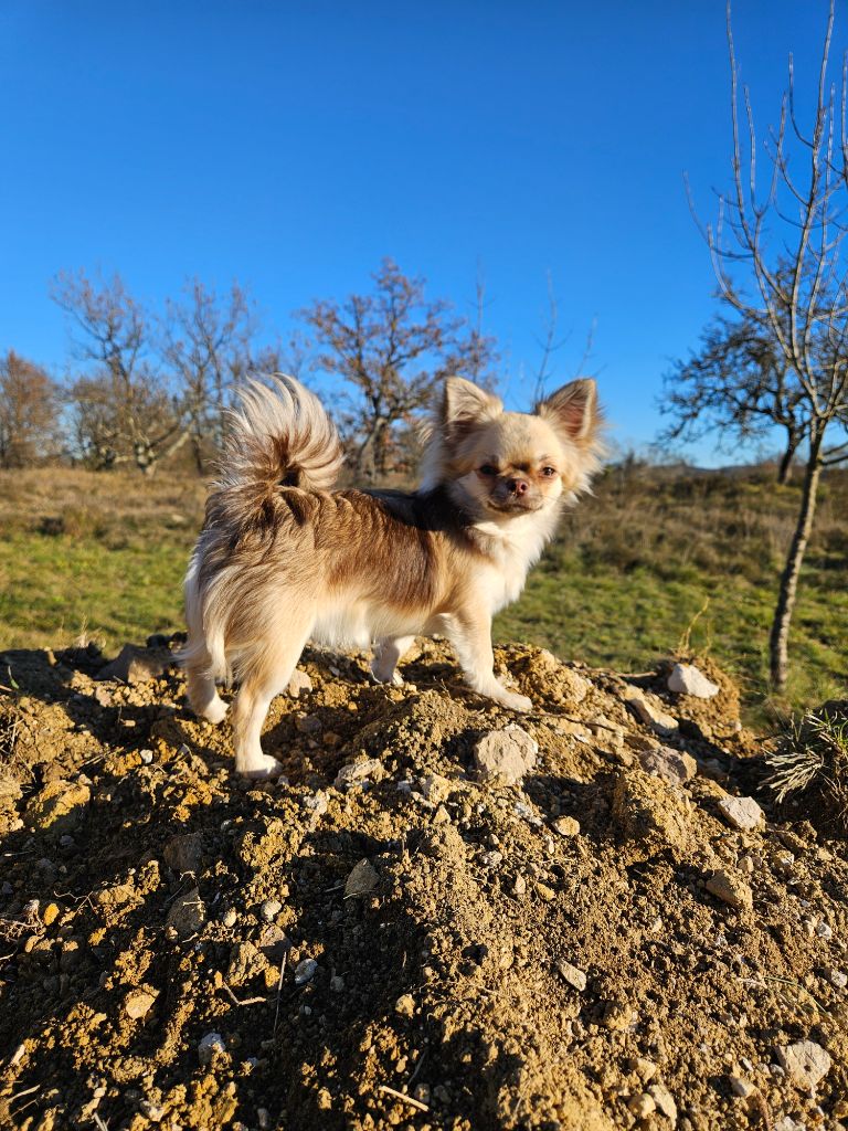 Vanina dit tartine (Sans Affixe)