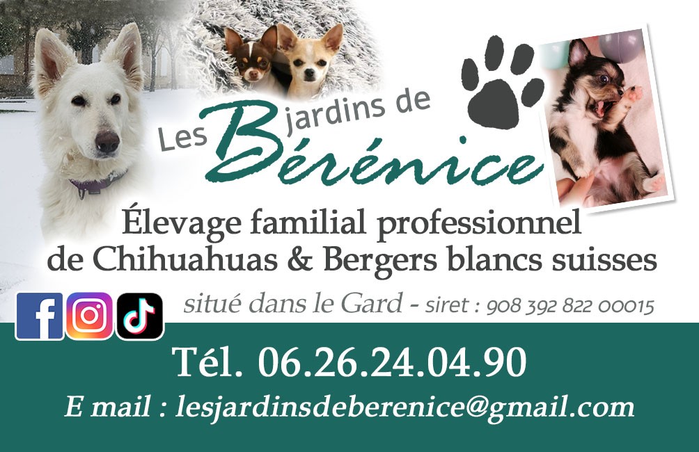 Stella Comae Bérénices