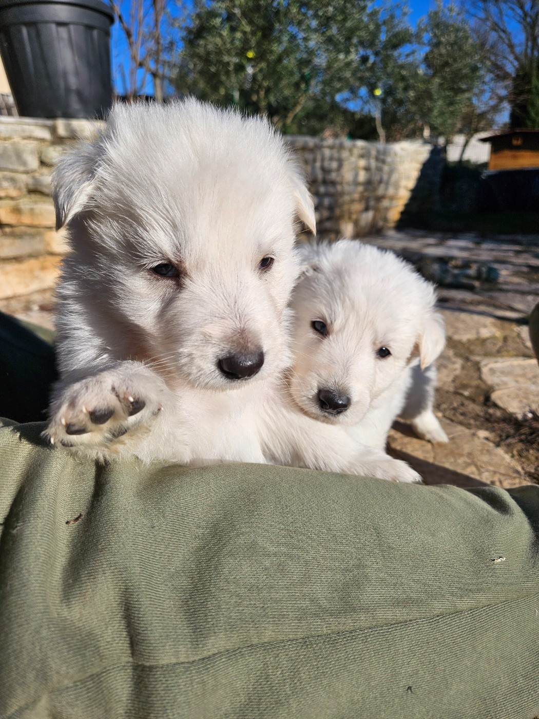 Stella Comae Bérénices - Chiots disponibles - Berger Blanc Suisse