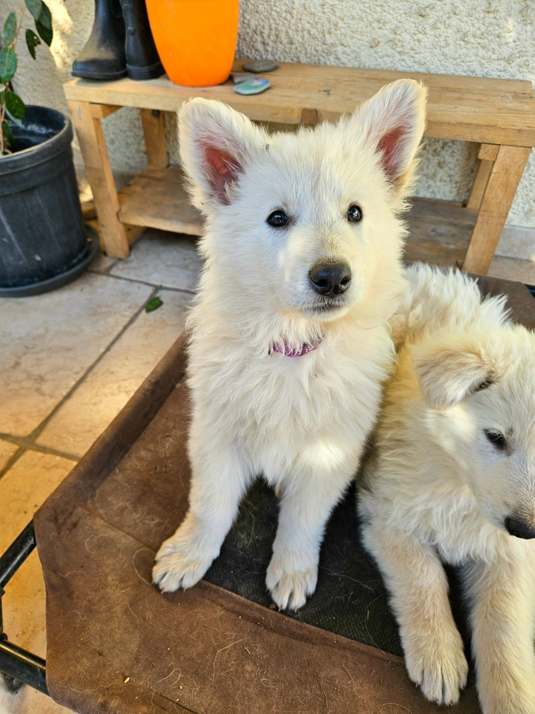 Stella Comae Bérénices - Chiots disponibles - Berger Blanc Suisse