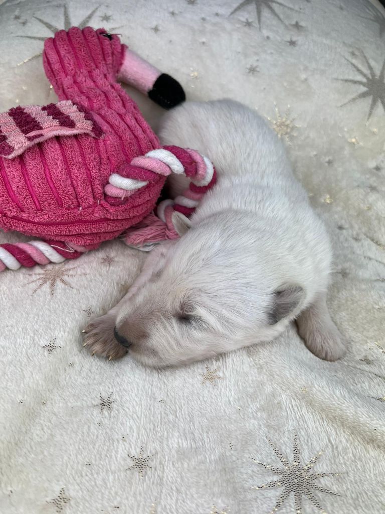 Stella Comae Bérénices - Chiots disponibles - Berger Blanc Suisse