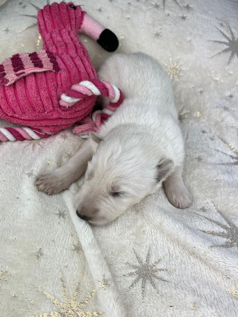 Stella Comae Bérénices - Chiots disponibles - Berger Blanc Suisse